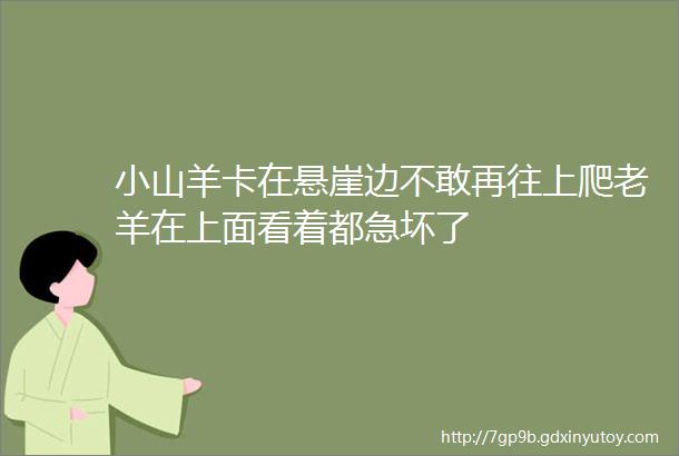 小山羊卡在悬崖边不敢再往上爬老羊在上面看着都急坏了