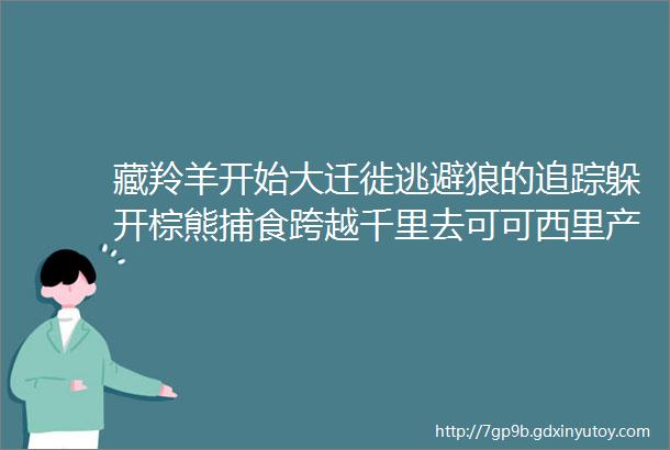 藏羚羊开始大迁徙逃避狼的追踪躲开棕熊捕食跨越千里去可可西里产仔